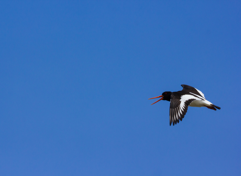 Oystercatcher in flight