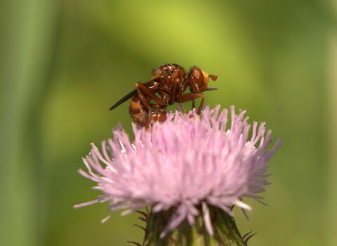 A ferruginous beegrabber on a pink flower. It's a hunched, reddish-brown fly with a yellow face