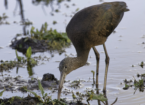 A glossy ibis probing a muddy pool margin with its beak